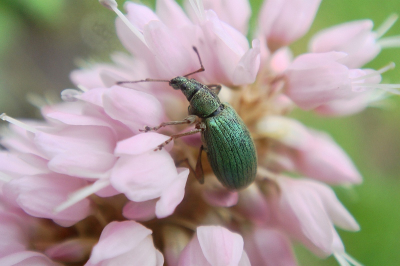 Dit voor mij onbekend  kevertje zat  kennelijk  naar nectar te speuren.