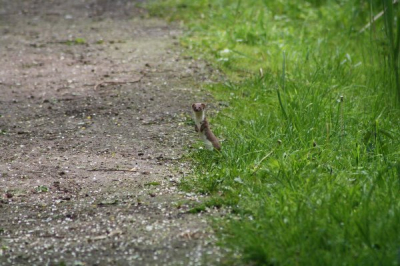 wie weet wat dit is. ik denk een hermelijn of wezel. ik hoor het graag