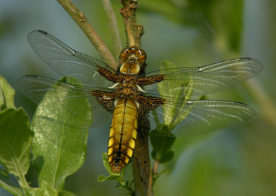 Deze foto is ontstaan aan het Schildmeer gelegen
in de provincie Groningen. Digiscoop.