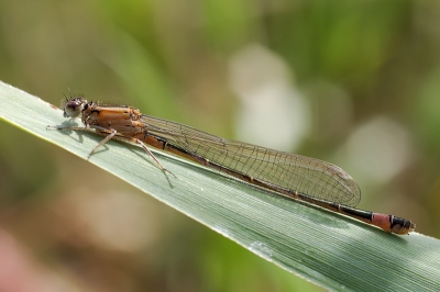 Overdag, zon al vrij prominent aanwezig. Liggend op de grond vanuit de hand met een oude nikkor micro.