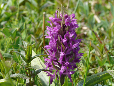 Beetje winderig maar zonnig weer. Een uit de hand genomen opname van de eerste orchideen dit jaar.