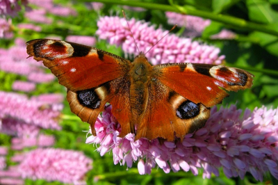 Vlinders achterna gezeten, het stilzitten is vaak het probleem.
Dit is het geworden ,,ik hoop scherp genoeg?