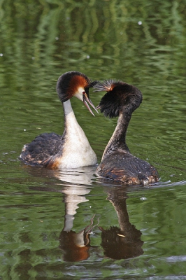 Tijdens het rijden langs een vliet, zagen we een fuut met een piepklein visje in zijn snavel zwemmen. Helaas (voor ons dan) was het nest in het riet verscholen. Vlakbij was een futenpaar aan het baltsen en tussen het baltsen door werd er een begin gemaakt met het bouwen van een nest, op 2 plaatsen tegelijk, vlak naast elkaar. Slim of juist niet?? Weet iemand of dat ze dit altijd doen?
Een serie'tje van 6 foto's.