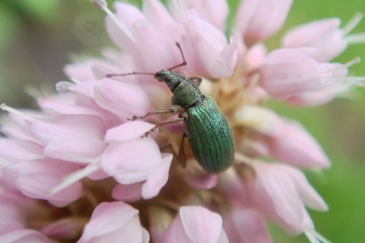 Zat op de adderwortel ,,,,, druk in de weer waarschijnlijk naar nectar te snuffelen.