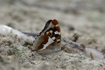 Ik liep met anderen in een Overijssels natuurgebied op zoek naar planten, toen ik ineens twee nogal grote vlinders om elkaar heen zag vliegen. Toen er een op de grond ging zitten konden we hem goed bekijken en tot onze grote verassing was het een (waren het twee) grote weerschijnvlinder! Ook een foto van de bovenkant, maar helaas in de verkeerde hoek, dus zonder "weerschijn".