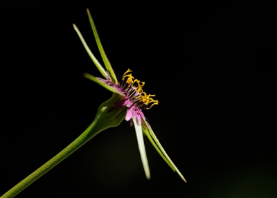 Tijdens een korte vakantie in Zuid Frankrijk aardig wat van deze bloemen gezien. Dit exemplaar stond mooi in het spotlicht.