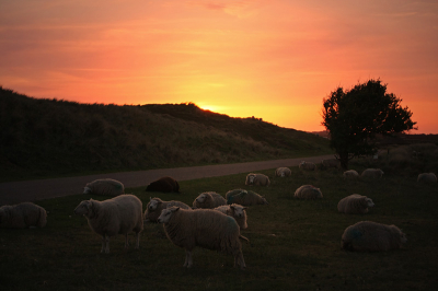Gemaakt tijdens het vallen van de zon op Texel nabij de petten.
