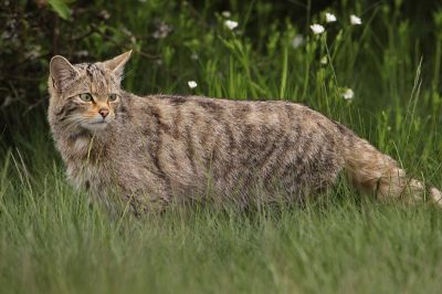 Op verzoek nog een opname van de Wilde kat, waarbij de details van zijn vacht en staart beter te zien zijn. Jammer genoeg paste hij er net niet helemaal op, anders kon je z'n staart nog beter zien.  Zoals de kenners ook zeggen heeft deze inderdaad strepen en geen vlekken. Het blijkt zo te zijn dat verwilderde katten vlekken hebben en geen strepen zoals de Wilde.
Bij deze de laatste upload van de Wilde kat, ik wil iedereen nog bedanken voor de vorige reactie's,
Groet, Harry