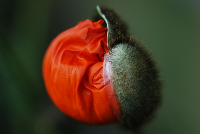 In de avondzon, dus niet zoveel licht.
De bloem staat op het punt om uit te komen.