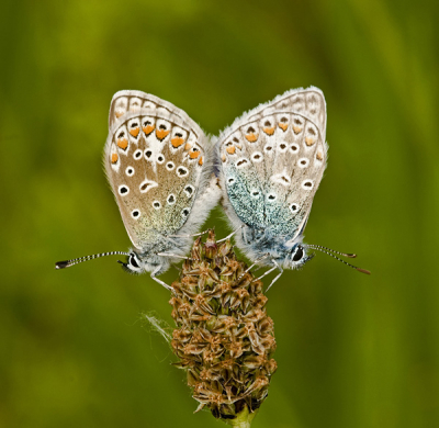 We konden bijna niet wachten tot ze weer in het veldje kwamen waar wij altijd fotograferen en dit was mijn eerste ontmoeting met de blauwtjes van dit jaar. Erg blij mee :)  Cor
