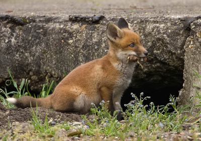 Voor een predatie onderzoekje van de havik mochten wij een vaste hut plaatsen op een afgesloten terrein in de polder.
Al snel bleek dat zich daar ook een vossen burcht bevond.
De vier jongen ravotten inmiddels redelijk dicht bij onze hut zonder zich iets te merken van onze aanwezigheid.
Een mooie gelegenheid om het menu van deze rasechte opportunisten te bestuderen.
buiten een schat van gegevens heeft dit ook een aantal gave platen opgeleverd zonder een enkele verstoring.

Het uittreden van de jonge vosjes gaat altijd zeer voorzichtig.
Eerst neemt hij uitgebreid de tijd om te constateren of alles veilig is.
Bij een vreemd geluid of waarneming, b.v. het lawaai van een vliegtuig of het  zien van een buizerd duikt hij meteen weer onder.
