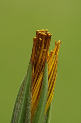 Een die bloem 'svonds zijn luiken dicht doet.
En 'smorgens wer tot leven komt.