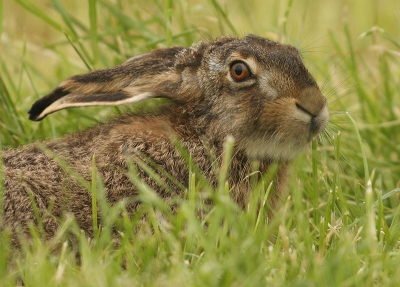 Deze Haas ging plat in het gemaaide gras liggen toen hij mij aan zag komen. Even gewacht en langzaam kwam er steeds meer kop uit het gras omhoog.