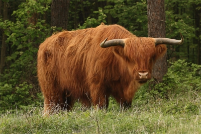 Op zaterdag gewandeld in het Noord Hollands Duinreservaat. Op ��n van de grote vlakten stonden twee schotse hooglanders. Je vraagt je af of ze je door de haren kunnen zien. Ze zien er vervaarlijk uit, maar al grazend kwamen ze langzaam dichterbij. Erg mooie dieren.