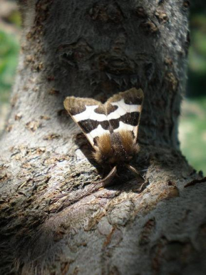 in de vroege ochtend met de mooie schaduw van de uitlopende fluweelboom.