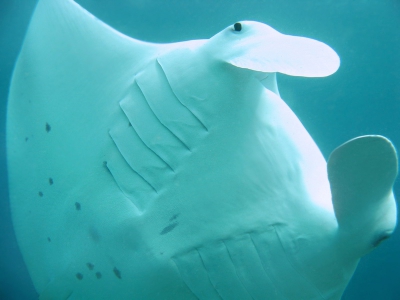 Manta deel 2/4. Zoals eerder aangegeven tijdens een van de duiken op het huisrif. Verhaal bij deze foto is dat de tekening van iedere manta (grijze vlekken op witte onderkant) uniek is, net zoals bij ons een vingerafdruk. Dit is ook de reden dat er vaak foto's van de onderkant van manta's worden gemaakt. In wetenschappelijke studie worden ze hiermee geidentificeerd.