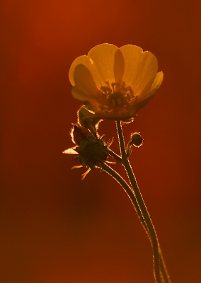 Zojuist ging de zon net als gister weer schitterend onder. Mijn oog viel op de prachtige berm vol zuring. Heb deze boterbloem dus met tegenlicht voor de zuring geplaatst