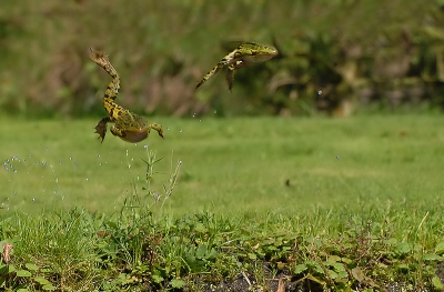 Vorig jaar had ik al een dergelijke foto geplaatst. Dat was van de eerste 2 kikkers die sprongen, dit waren de andere twee van kort erna, ze vliegen door de plas van een van de voorgangers. Vind hier vooral die ene poot erg mooi.