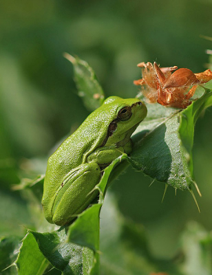 Vanaf statief met behulp van een Canon EF 100mm 2.9 macro. Redelijk diafragma (f6.3) voor voldoende scherptediepte wat eenvoudig was onder de goede lichtomstandigeheden.