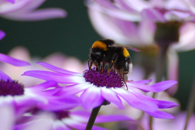 Ijk vind hommels echt de mooiste en sierlijkste insecten. Ze zijn altijd groot, dik, harig en kleurrijk. ik vins deze hommel wel mooi passen bij deze paarse bloemen.