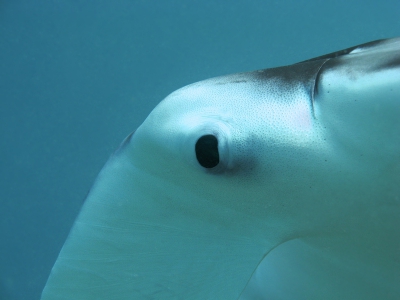 Mantal deel 4/4. Laatste in deze serie. Tijdens een van de duiken op het huisrif rond 8m diep. Ik bleef rustig manta kwam steeds dichterbij. Ik heb echt geen zoomlens en zo, kwam echt heel dichtbij