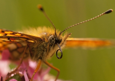 Het wemelde vandaag van de Zilveren Manen. Wel meer dan 50+ gezien. Deze is liggend op mijn buik gefotografeerd.