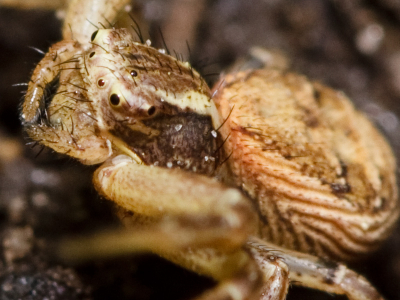 De spin zat in mijn tuin. De foto werd afgekeurd wegens gebrek aan scherpte. Ik heb deze crop hier geplaatst om uit te vinden of deze onscherpte in de foto of in mijn bewerking ontstaat