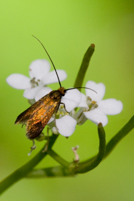 De langsprietmot Cauchas rufimitrella zit hier op zijn waardplant de pinksterbloem. Het diertje heeft een spanwijdte van ongeveer 10mm. Door de metallisch schubben op de vleugels altijd weer een uitdaging om te fotograferen.

Groeten,
Sander