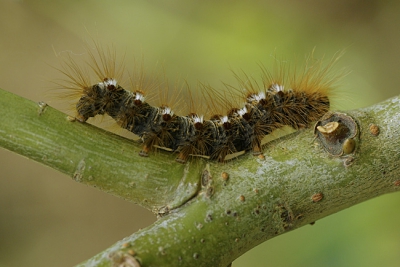 Tijdens een struindagje op Hemelvaartsdag onder andere deze rups tegen het lijf gelopen.