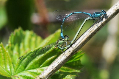 deze libelles vond ik toen ik achter een bramenhaag  ging kijken.Ze groeiden  langs een zandpad .