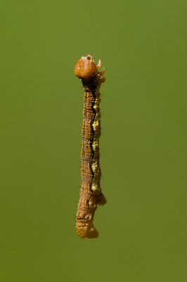 Als je momenteel door het bos loopt of fiets heb je grote kans een rups aan zijn draad tegen het lijf te lopen. Soms irritant als ze in je gezicht komen maar het is wel een leuk onderwerp om te fotograferen.