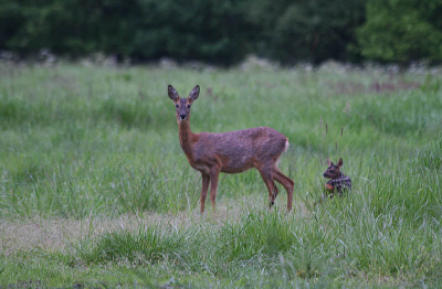 Deze ree met jong zagen we in het veld staan. Even terug gereden en vanuit de auto een paar foto's gemaakt. Helaas viel het licht tegen. Had maar een sluiterstijd van 1/15.