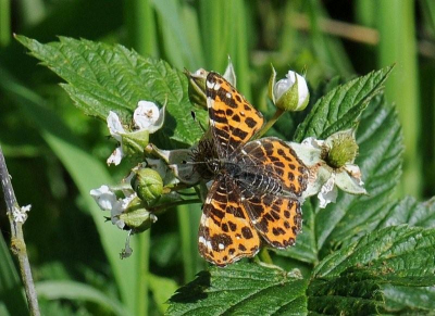 Deze vlinder zat en vloog over de bramenstruiken die langs het zandpad vlak bij een heide gebied maar weilanden en vennetjes groeien
