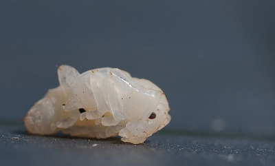 Aliens bestaan toch wel! Kwam deze tegen in de tuin