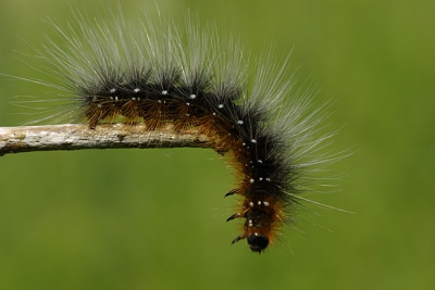 We vonden deze rups tijdens een struintocht in Renesse op zoek naar vlinders en libellen.