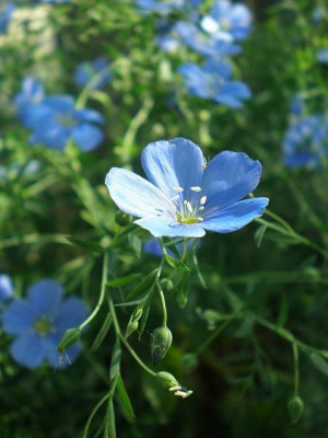 het zaad van dit sierlijke vaste plantje ontkiemt op de vreemdste plaatsen,in muurtjes,tegelpaden en gewoon in je tuin.