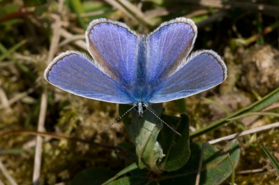 Tijdens een poging om libellen te fotograferen, wat overigens niet lukte omdat geen enkel exemplaar op het juiste takje ging zitten, kwam dit blauwtje langs. Het is een beetje drukke/rommelige achtergrond maar de houding, met als gevolg de mooie glans, maakte dat ik het toch de moeite waard vond om hier te plaatsen. 

Groeten,
Sander