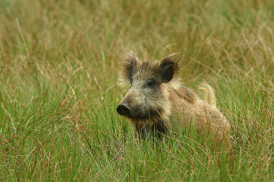 Na wat rondwandelingen over de veluwe kwam ik een mooi open stukje tegen en besloot de volgende avond daar door te brengen na een aanzit van 4 uur kwam ik niet met niks thuis