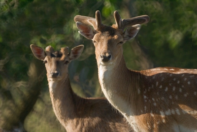 Vanmorgen maar weer eens vroeg op pad. Op een heuveltje iets verderop trof ik deze twee damherten met bastgewei aan. De gelaagde ontwikkeling van de schaufel is goed te zien.