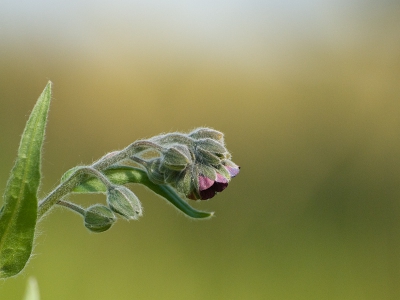 Op een wat laaggelegen en dus vochtiger plekje in de duinen bloeit deze hondstong. Liggend op de grond met de 70-300 mm lens