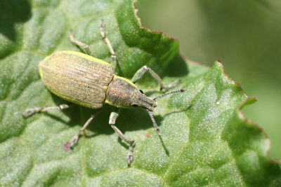 Deze prachtige groene snuitkever heeft zijn wetenschappelijke naam echt mee (betekent twee keer groen). Hij zat op een zuringblad.