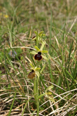 zonnige dag op een heuvel in de buurt van de Morvan. Had pas thuis in de gaten dat het niet de spinnen- maar de vroege spinnen ophrys was/is.