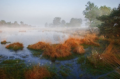 Een Mistige zonsopkomst boven een van de kleinere vennen van de Kampina met veenpluis op de voorgrond