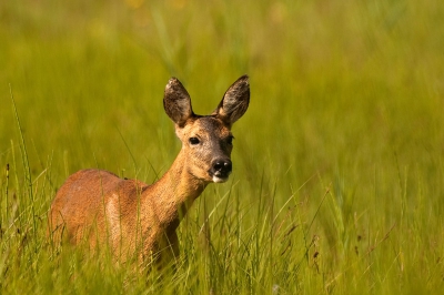 Deze ree heb ik tijdens mijn libellenjacht kunnen besluipen. Ze rook me niet en doordat ik in de schaduw zat, zag ze me ook niet. Hierdoor kwam ze steeds dichterbij (het zijn dus geen crops) waardoor ze uiteindelijk van de sluiter is geschrokken.