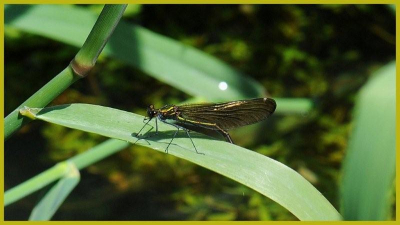 genomen boven een beek die door het weiland heen stroomt.Er vlogen allemaal blauwe waterjuffers weidebeekjuffers mannetjes?