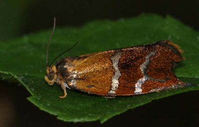 Op een schaduwrijke plek in het bos tussen de bladeren van een struik vond ik dit microvlindertje. Helaas was flitsen noodzakelijk vanwege het weinige licht maar ik geloof niet dat het echt storend is.