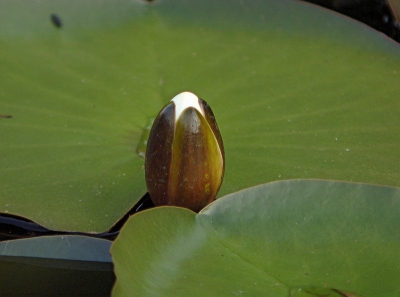 In het z.g.  sultansmeer  in waterleidinggebied te Ruinerwold,, een van de vele mooie plekjes daar.