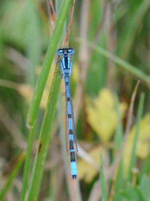 Deze foto is op een open veld genomen tussen laag gras en bloemen.Het is een natuur gebied.