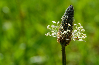 Dit plantje groeide langs de rand van de weg.  Het is opzich wel een mooi plantje, en ik probeer hier de schoonheid van de weegbree te laten zien.