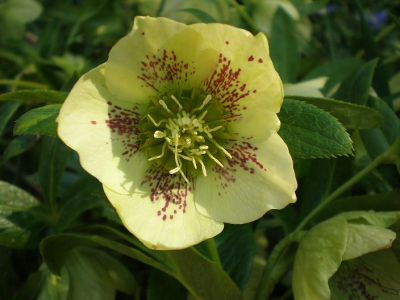 Ons dorp ligt in een dal aan de voet van het natuurreservaat het Bkkgebergte en zowel in tuinen als in de bossen komen deze kerstrozen veelvuldig voor,maar of het nu helemaal een wilde vorm is,betwijfel ik een beetje.